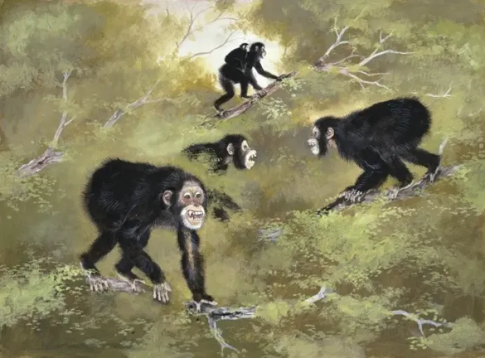 Framed Print : Sivapithecus indicus Enamel-Coated Ape Print Framed Print : Sivapithecus indicus Enamel-Coated Ape Print