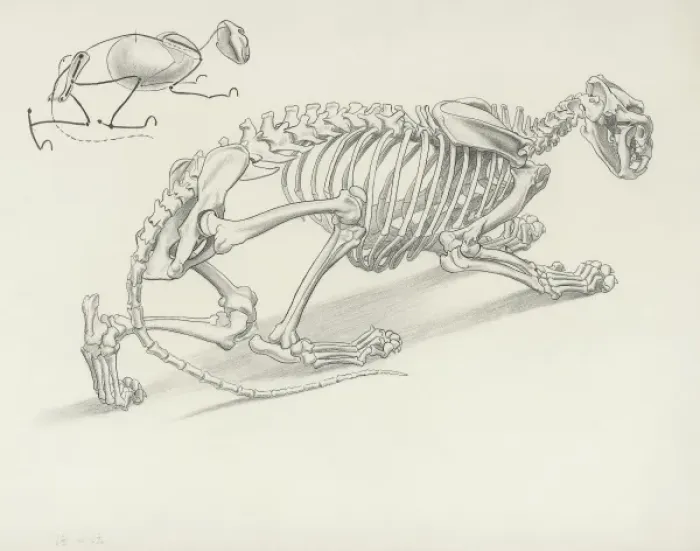 Framed Print : Print of Crouching Lion Skeleton Framed Print : Print of Crouching Lion Skeleton