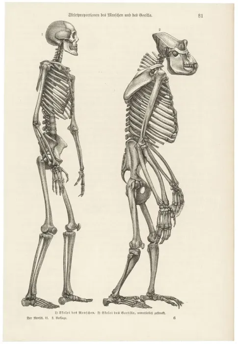 Framed Print : Human and Gorilla Skeleton Print Comparison Framed Print : Human and Gorilla Skeleton Print Comparison