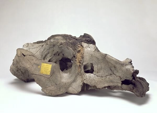 Skull of Toxodon platensis