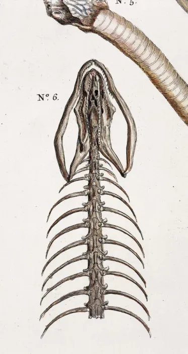 Framed Print : Snake Skeleton Print from Albertus Seba's Thesaurus Framed Print : Snake Skeleton Print from Albertus Seba's Thesaurus