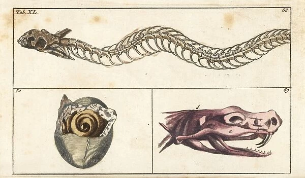 Snake skeleton, skull and young snake in egg