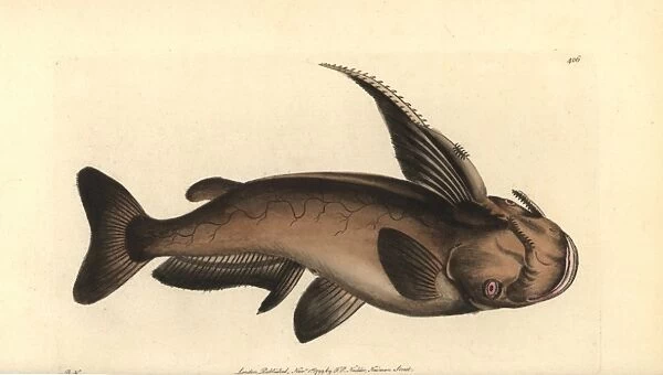 Soldier catfish, Osteogeneiosus militaris