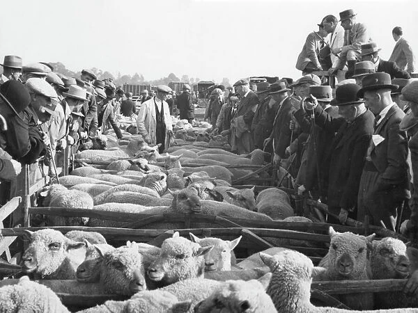 Somerset Sheep Sale. A typical scene at a sheep sale at Bridgewater