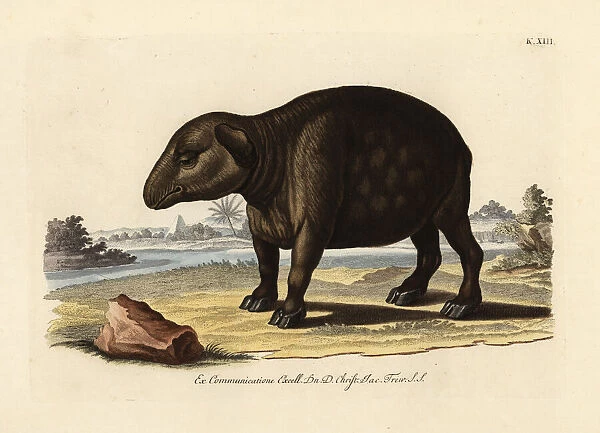 South American or Brazilian tapir, Tapirus