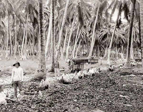 South East Asia - farm workers sorting crop