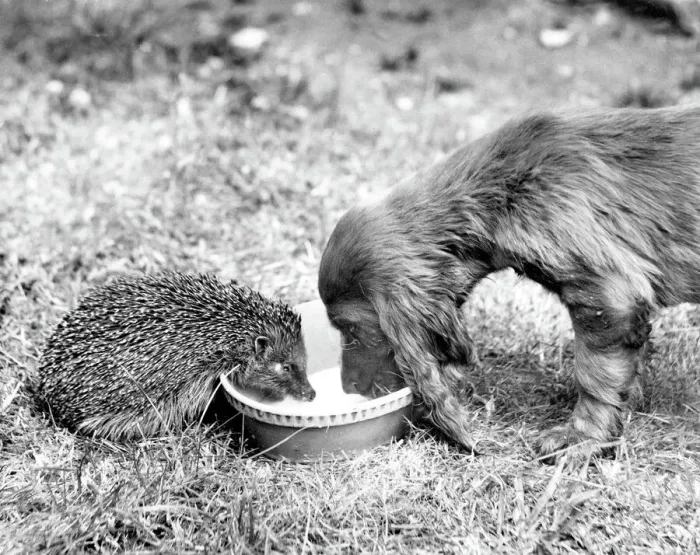 Framed Print : Spaniel and Hedgehog Print, 1950s Framed Print : Spaniel and Hedgehog Print, 1950s