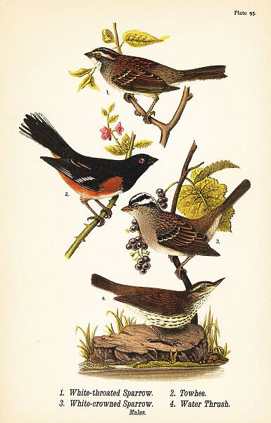 Sparrows, towhee and waterthrush