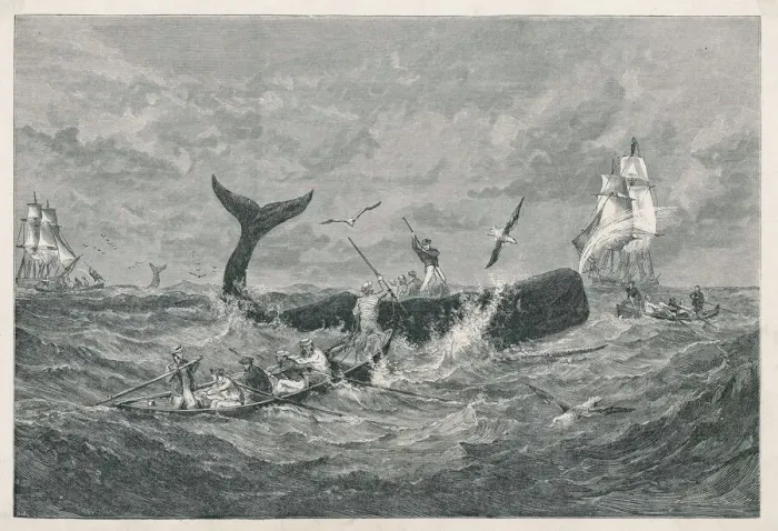 Framed Print : Sperm Whale Print 1868 Lithograph Framed Print : Sperm Whale Print 1868 Lithograph