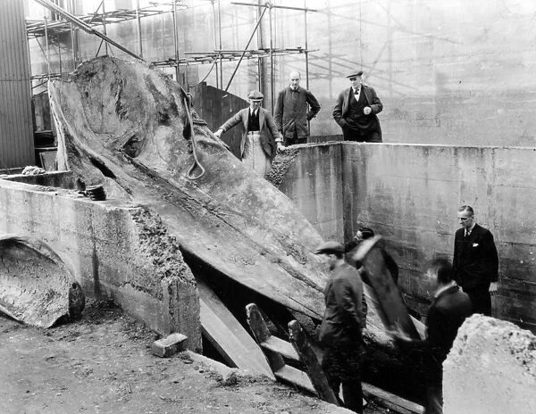 Sperm whale excavation, Natural History Museum, 1938