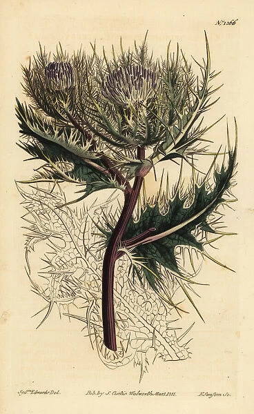 Spiniest thistle, Cirsium spinosissimum