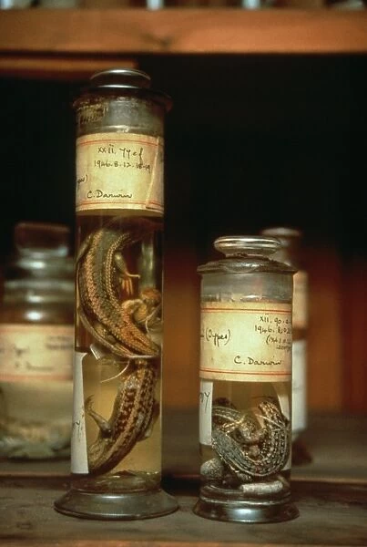 Spirit jars containing small lizards