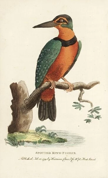 Spotted or Surinam kingfisher, Alcedo paradisea