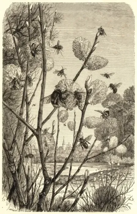 Framed Print : Pussy Willow Print with Bees Collecting Pollen Framed Print : Pussy Willow Print with Bees Collecting Pollen