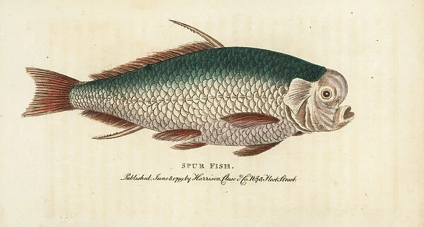 Spur fish, unidentified species