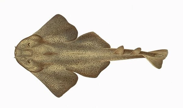 Squatina squatina, or Monkfish