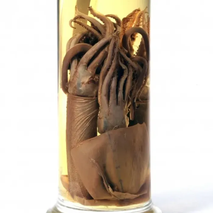 Framed Print : Specimen Jar Containing Squid Print, Natural History Museum Framed Print : Specimen Jar Containing Squid Print, Natural History Museum