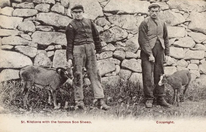 Framed Print : St Kilda Hirta with Soay Sheep Print circa 1910s Framed Print : St Kilda Hirta with Soay Sheep Print circa 1910s