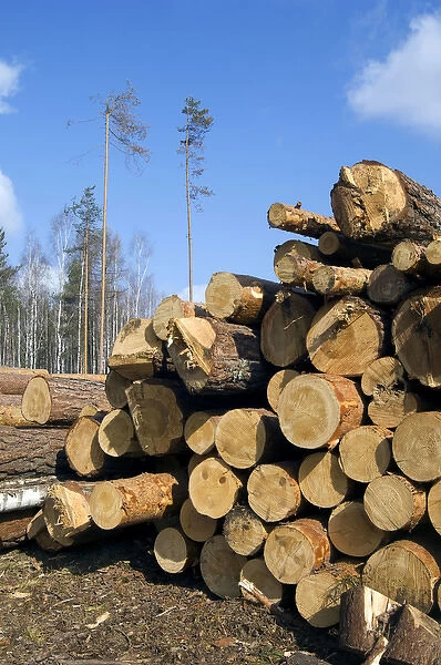 Stacked Pine Logs - left on a logging site for