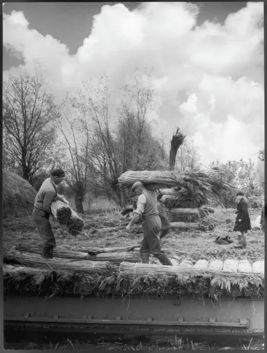 Framed Print : Stacking Reed for Thatch, Print Framed Print : Stacking Reed for Thatch, Print
