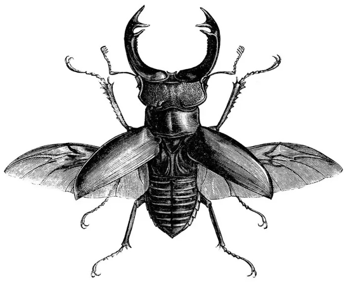 Framed Print : Stag Beetle Print: A Large Insect Spreads Its Wings Framed Print : Stag Beetle Print: A Large Insect Spreads Its Wings