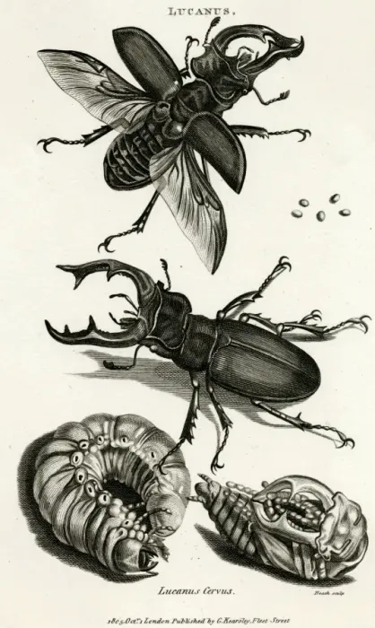 Framed Print : Stag Beetles Male and Female with Pupa Print, 1865 Framed Print : Stag Beetles Male and Female with Pupa Print, 1865