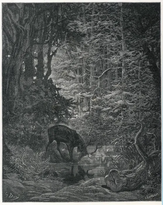 Framed Print : The Stag Seeing Himself in the Water Print Framed Print : The Stag Seeing Himself in the Water Print