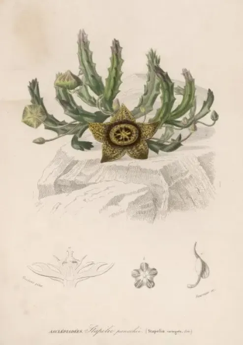 Framed Print : Stapelia Variegata Print Framed Print : Stapelia Variegata Print