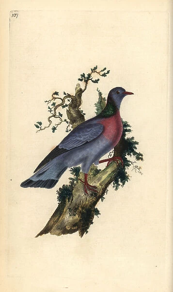 Stock dove or pigeon, Columba oenas