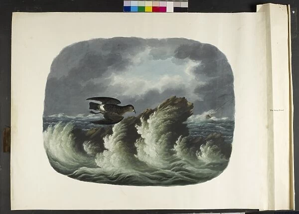 The stormy petrel Hydrobates pelagicus