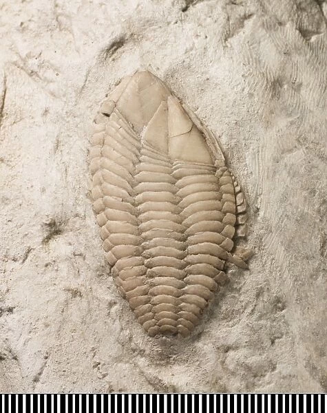 Stramentum, a fossil barnacle