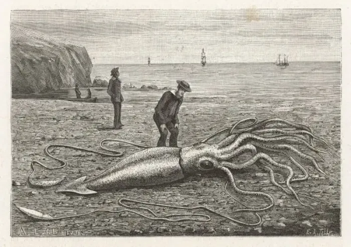 Framed Print : Stranded Architeuthis Princeps Print, 1883 Framed Print : Stranded Architeuthis Princeps Print, 1883