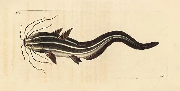 Striped eel catfish, Plotosus lineatus