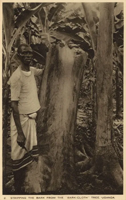 Framed Print : Print of Stripping the bark from a tree, circa 1910s Framed Print : Print of Stripping the bark from a tree, circa 1910s