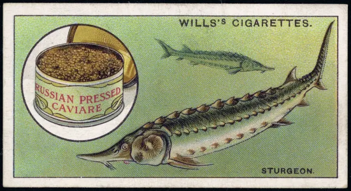 Framed Print : Sturgeon and Caviar Print: Ocean-Dwelling Fish with Canned Eggs Framed Print : Sturgeon and Caviar Print: Ocean-Dwelling Fish with Canned Eggs