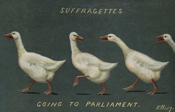 Suffragettes Geese to Parliament