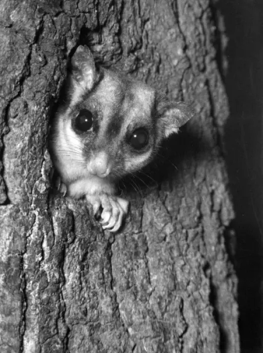 Framed Print : Sugar Glider Print, Eastern Australia 1960s Framed Print : Sugar Glider Print, Eastern Australia 1960s