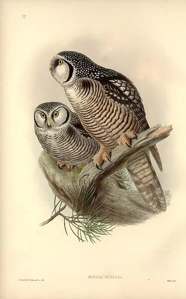 Surnia ulula, northern hawk owl