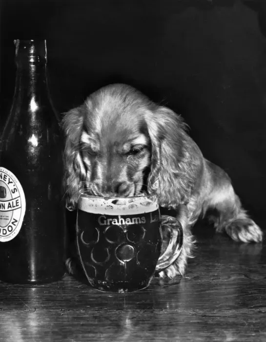 Framed Print : 1950s Print: Susi Drinking Beer Framed Print : 1950s Print: Susi Drinking Beer