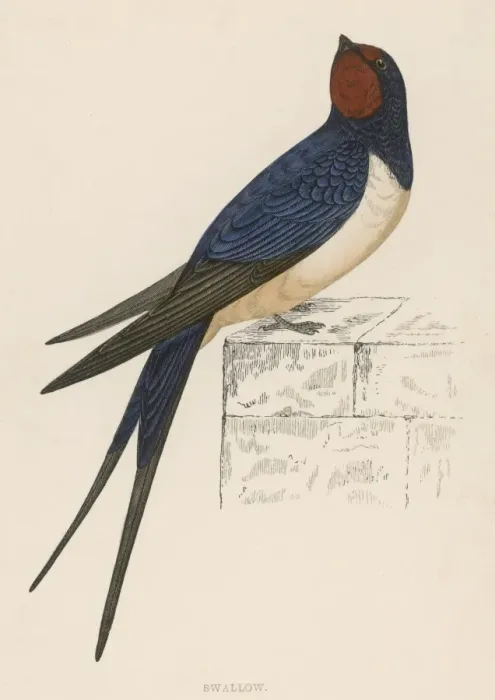 Framed Print : Hirundo rustica Print Framed Print : Hirundo rustica Print