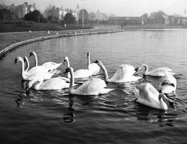 SWAN LAKE. Waiting for their dinner, these swans