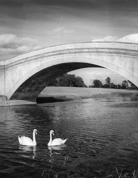 Swans & Bridge