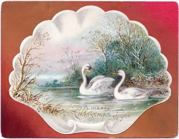 Two swans on a Christmas card
