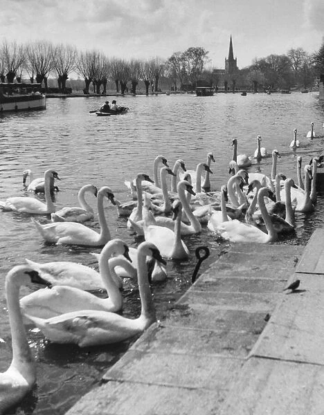 Swans on the River Avon
