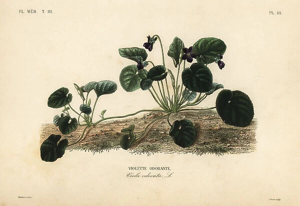 Sweet violet or garden violet, Viola odorata