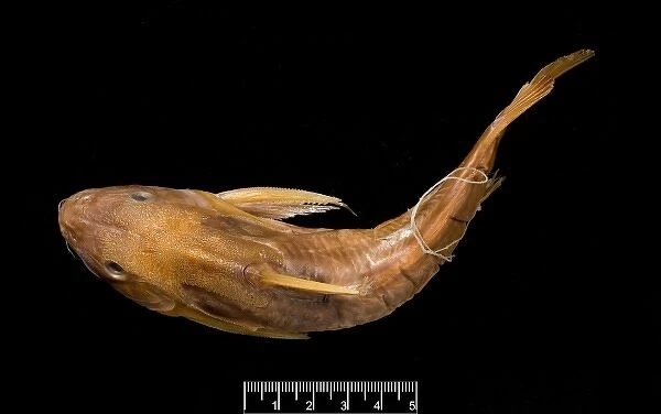 Synodontis maculipinna, catfish