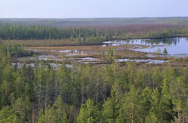Taiga-forest and marshes near river Taz