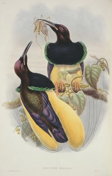 Tanysiptera sylvia, buff-breasted paradise kingfisher