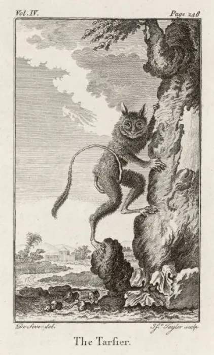 Framed Print : Western Tarsier Print - Prosimian Species
