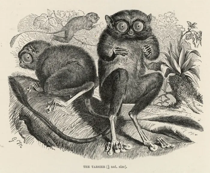Framed Print : Western Tarsier Print Framed Print : Western Tarsier Print